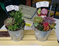 多肉植物寄せ植え