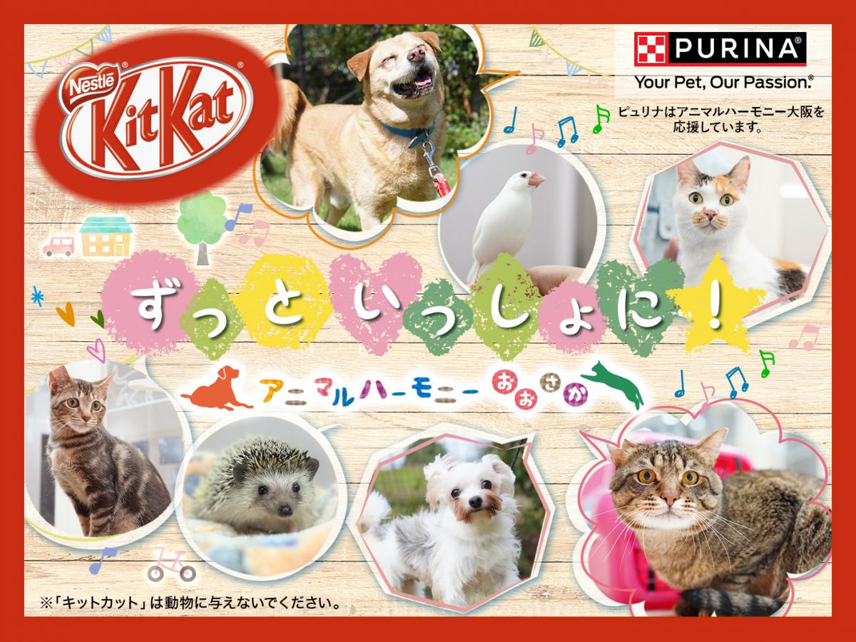 アニマルハーモニー大阪でのイベントで提供したオリジナルデザインパッケージのキットカットの画像1