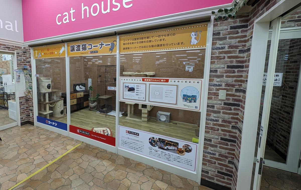 おとな猫の譲渡促進事業