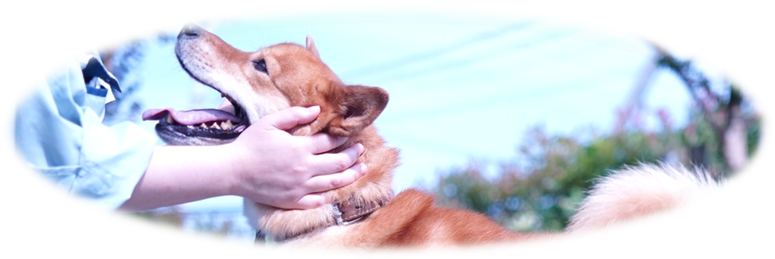 犬の飼い方教室（北摂地域）