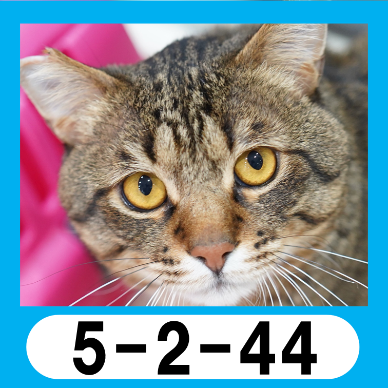 5-2-44icon