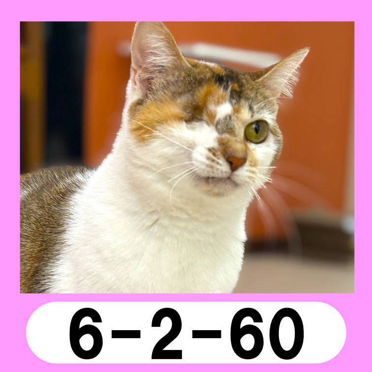 6-2-60icon