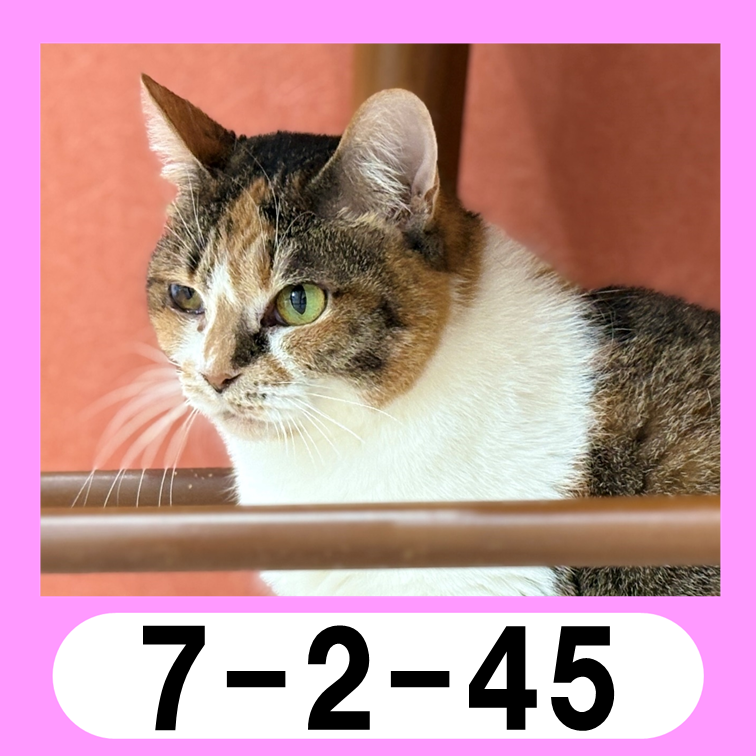 7-2-45icon