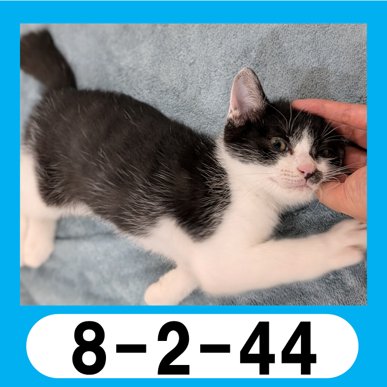 8-2-44