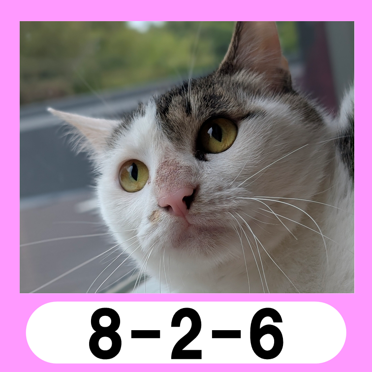 8-2-6