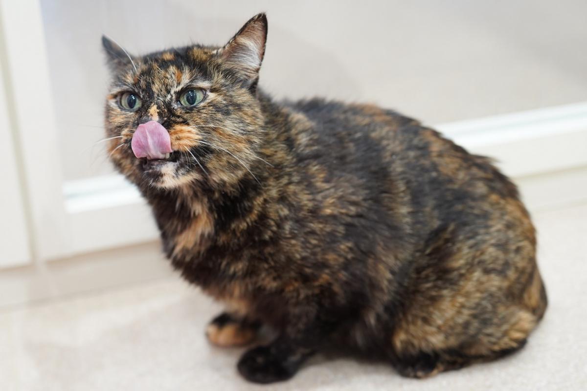 猫の画像8