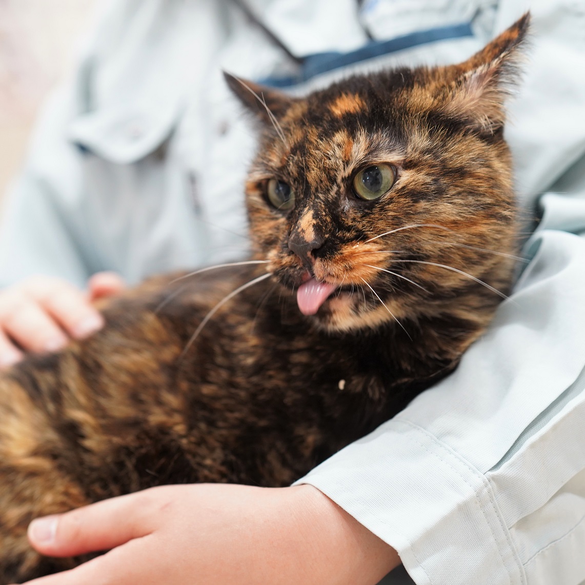 猫の画像1