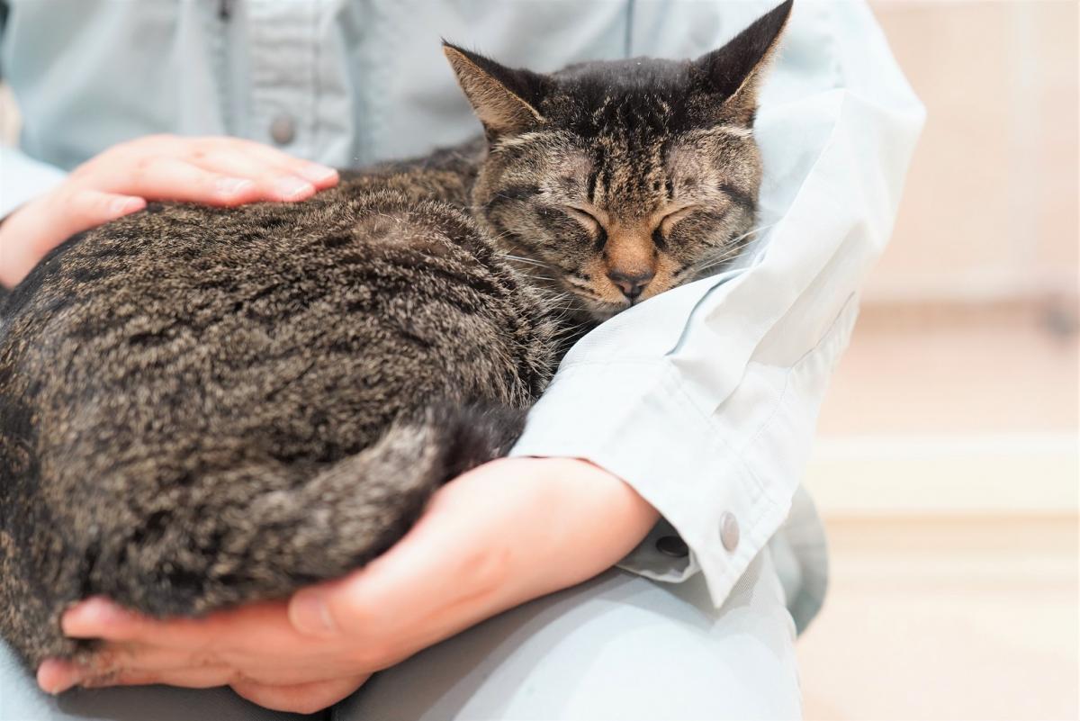猫の画像1