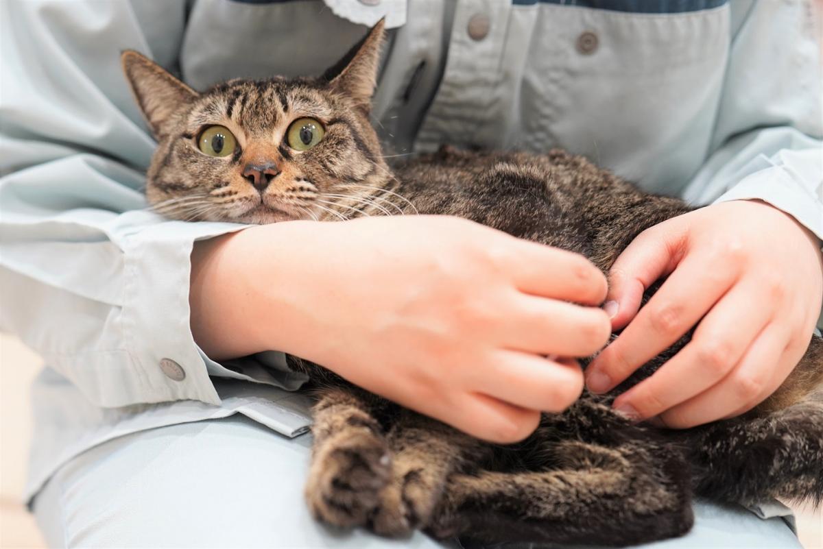 猫の画像2