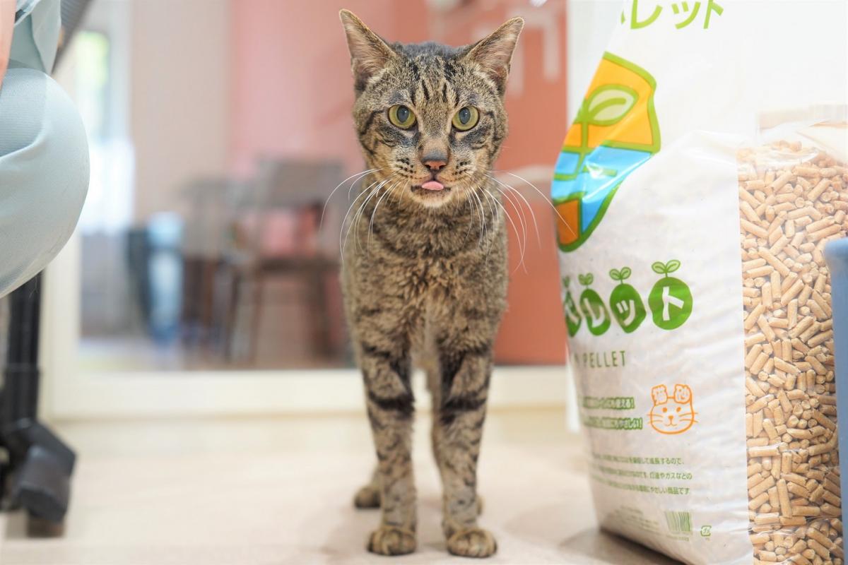 猫の画像1