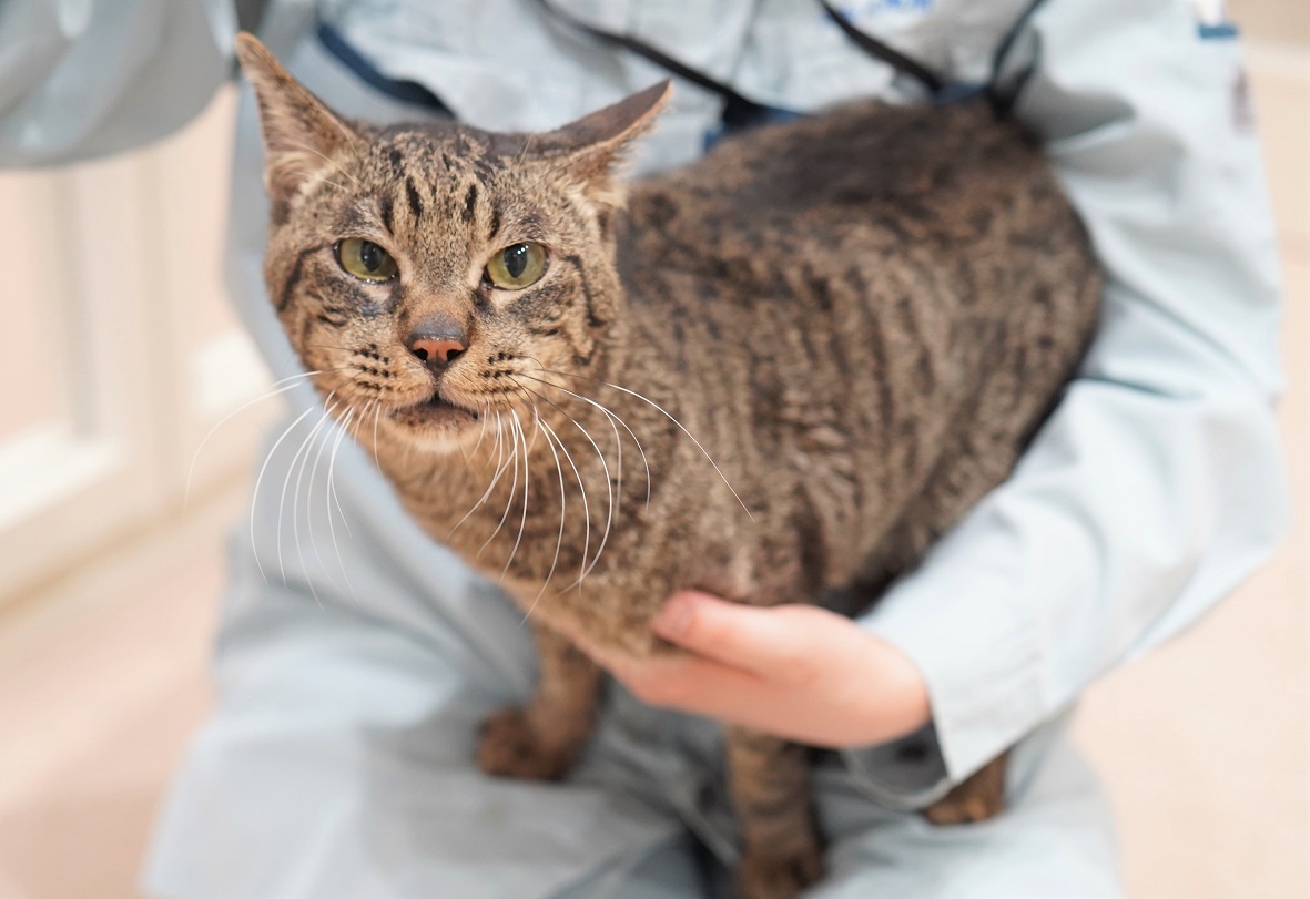 猫の画像2