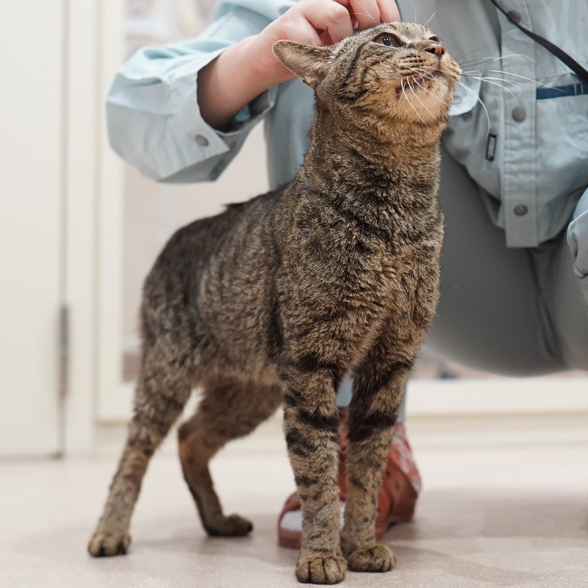 猫の画像1