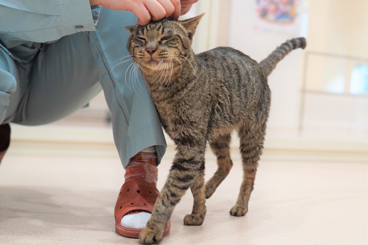 猫の画像3