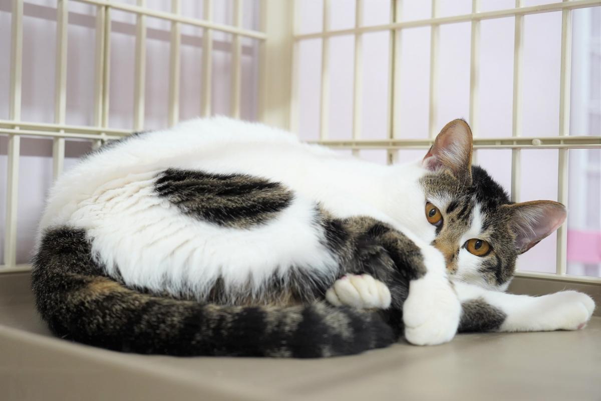 猫の画像1