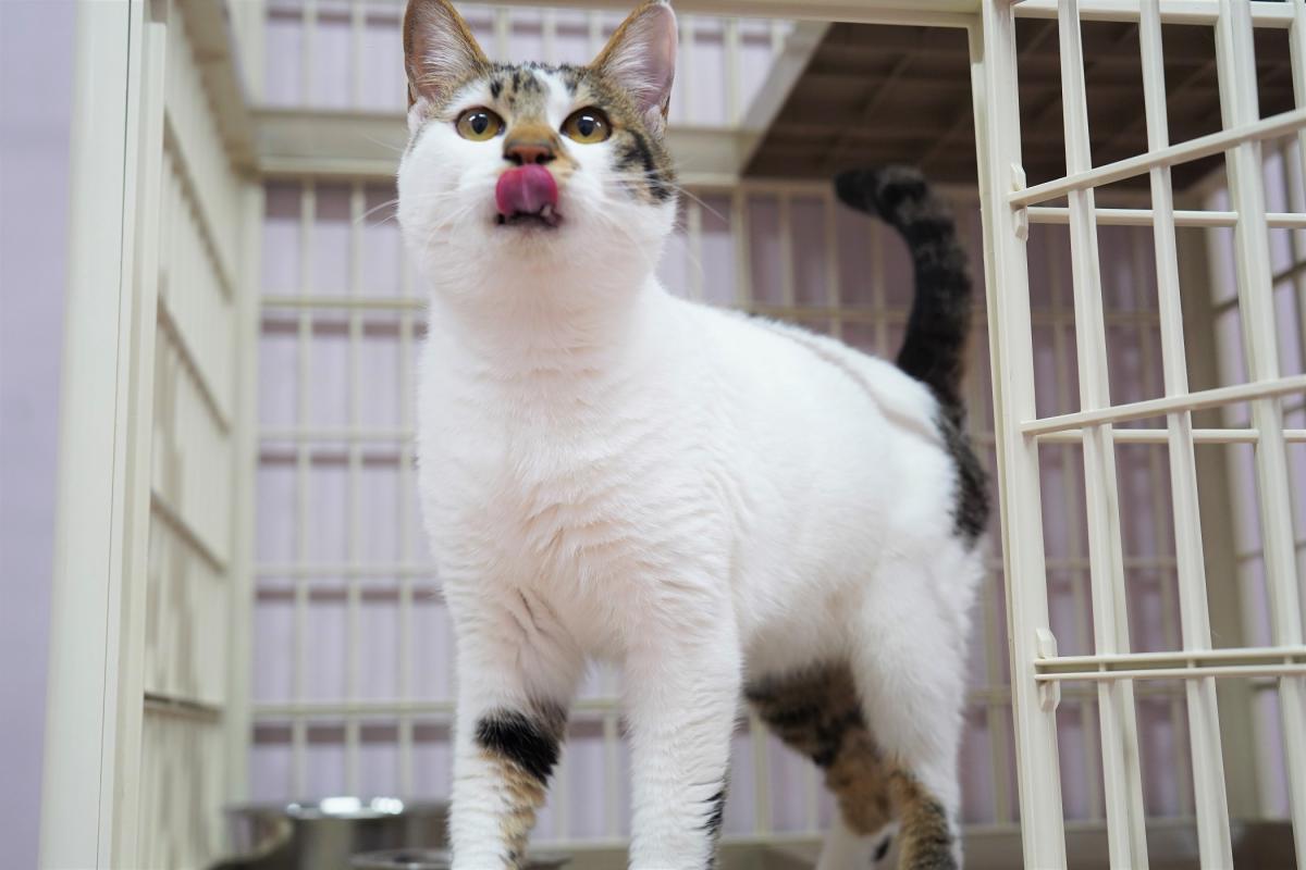 猫の画像3