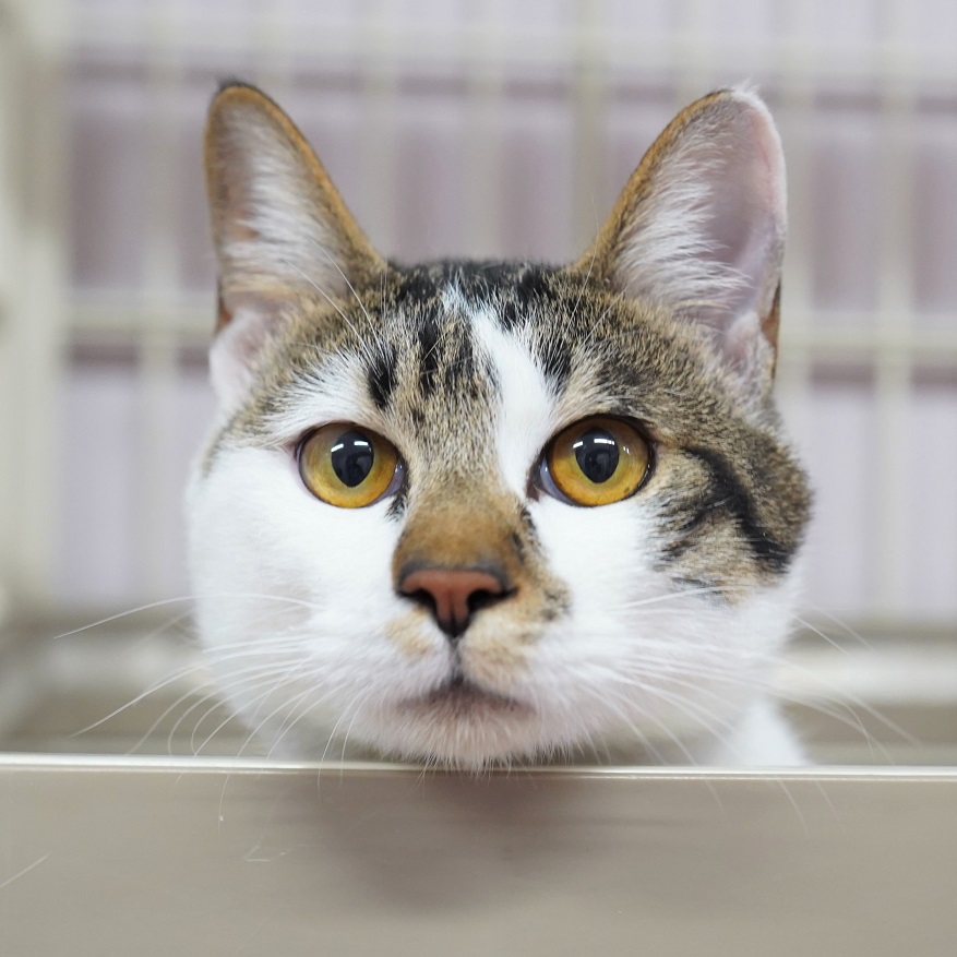 猫の画像4
