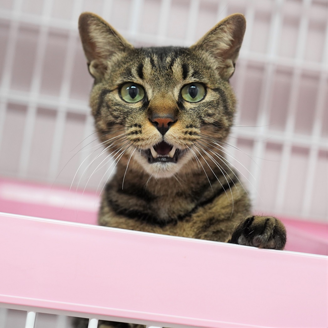 猫の画像4