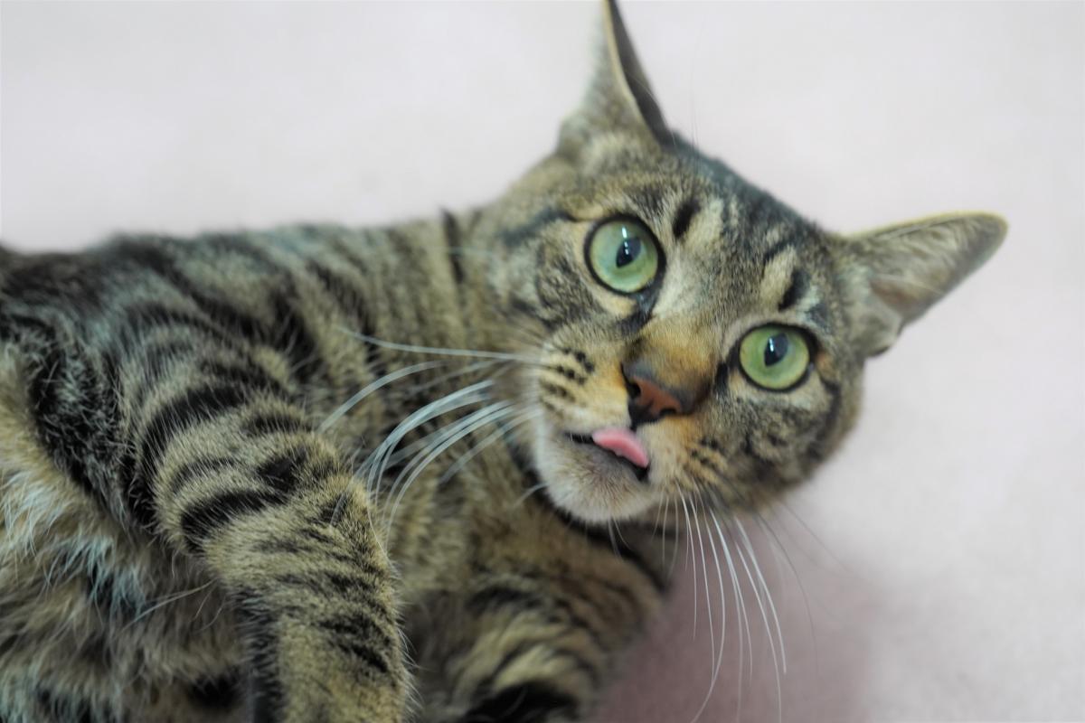 猫の画像3