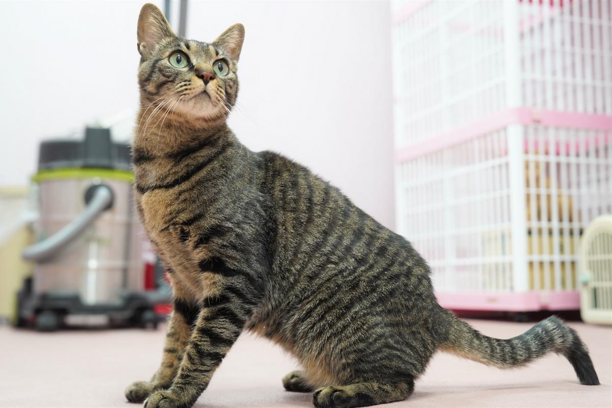猫の画像1