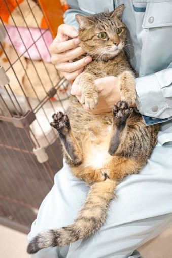 猫の画像2