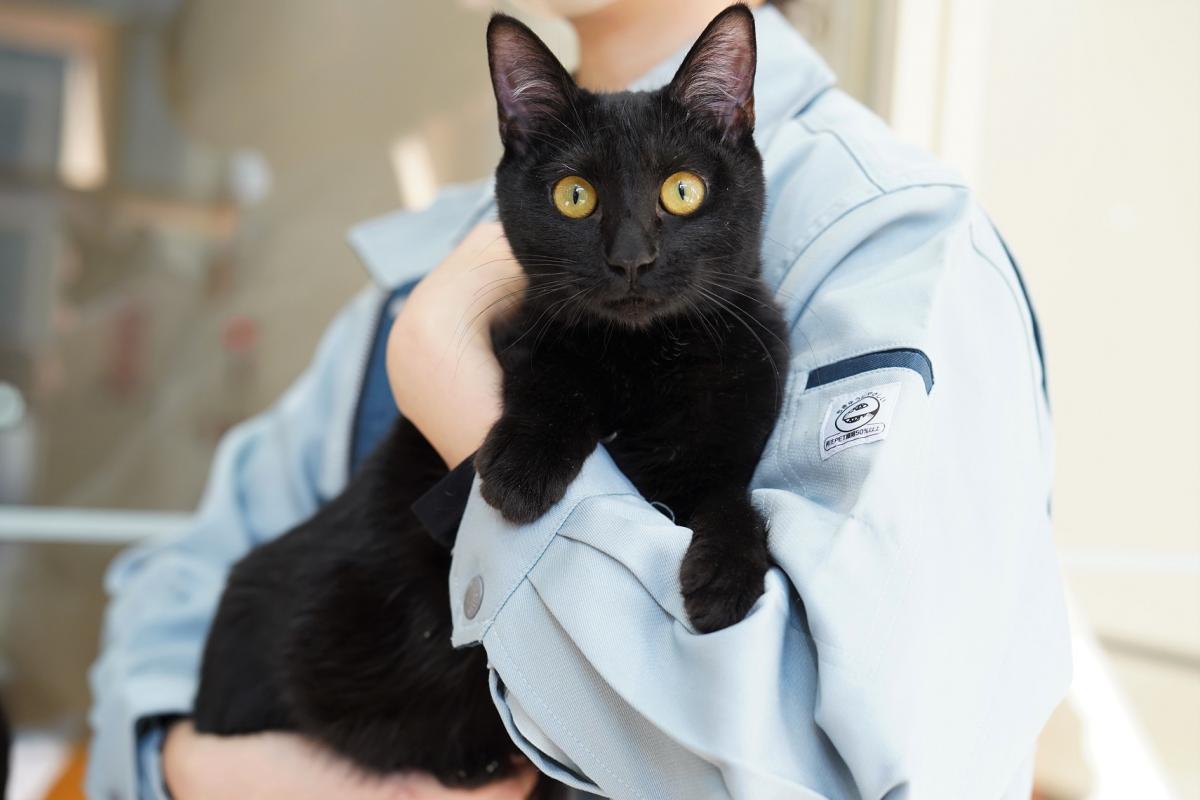猫の画像1