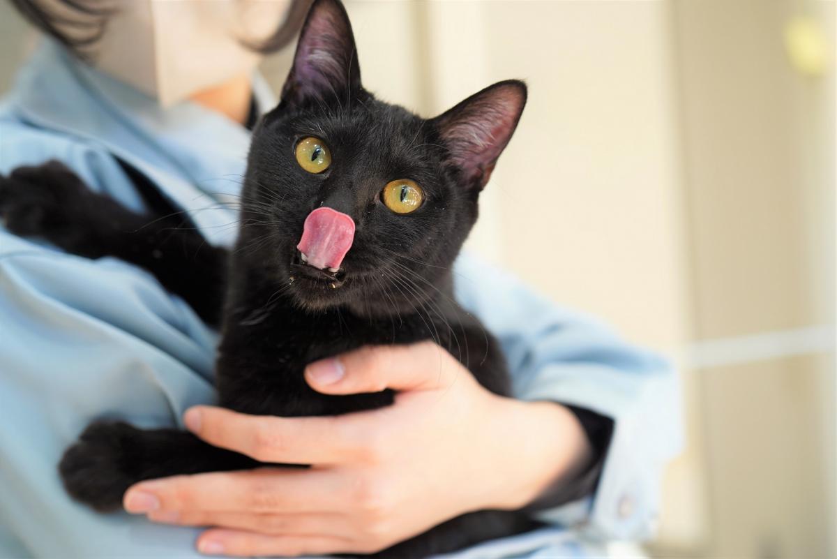 猫の画像2