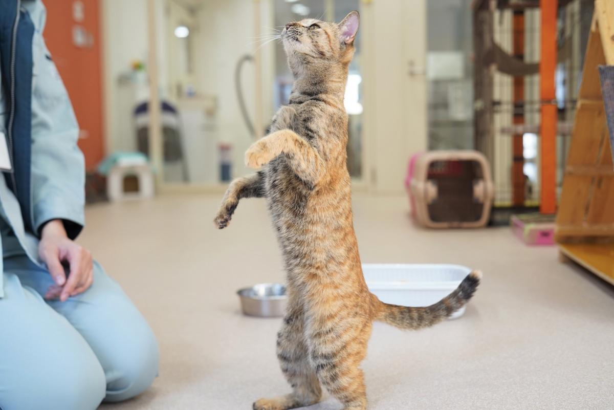 猫の画像2