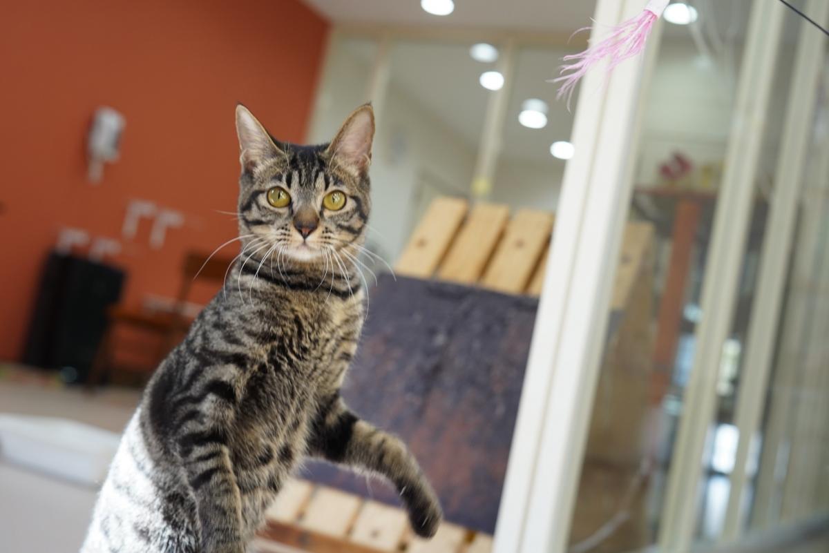 猫の画像2