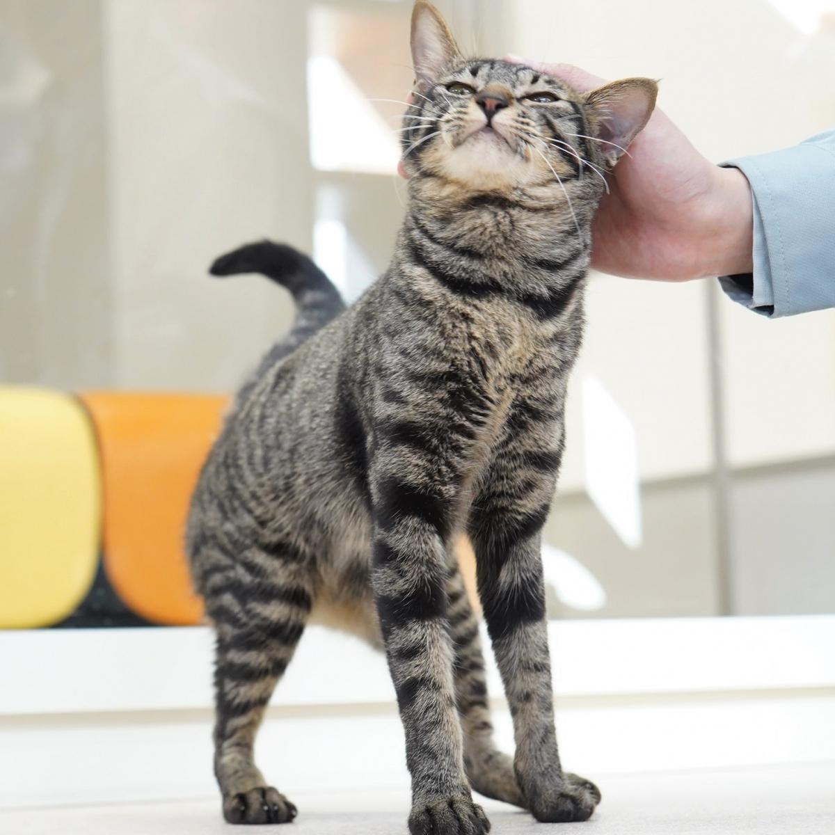 猫の画像4
