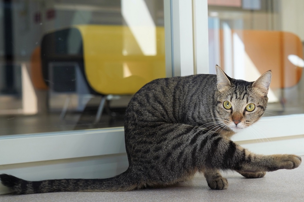 猫の画像3