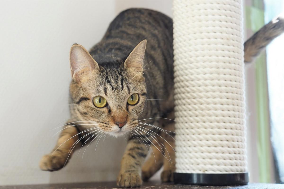 猫の画像2