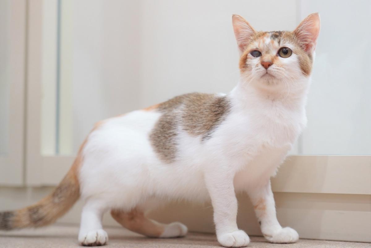 猫の画像1
