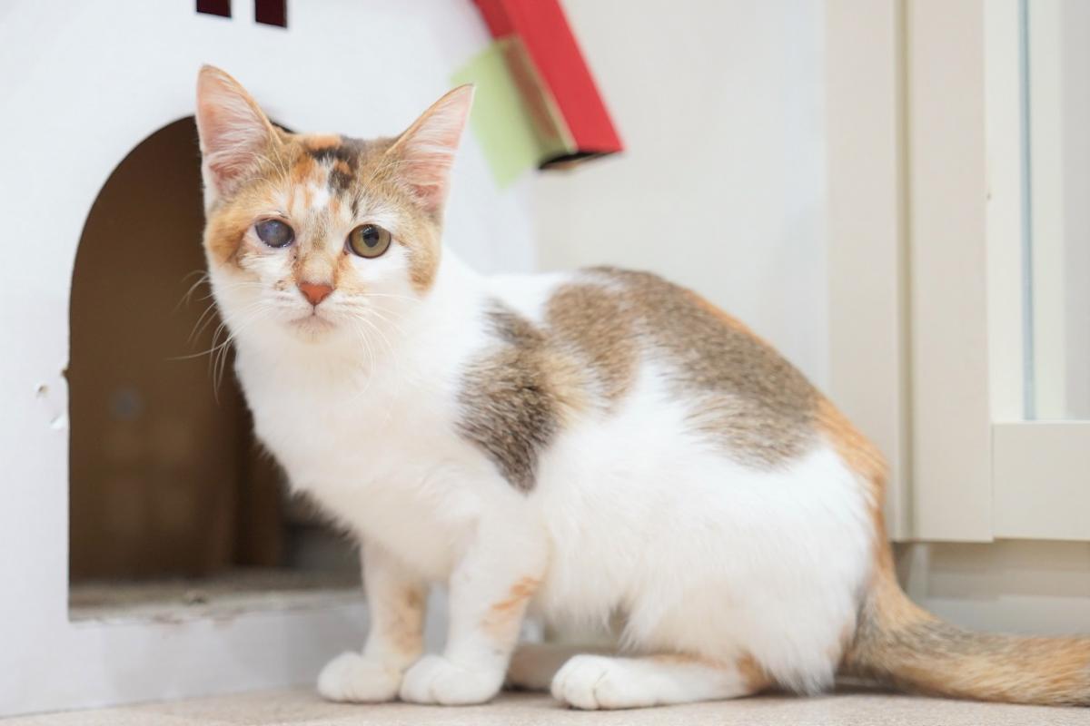 猫の画像3