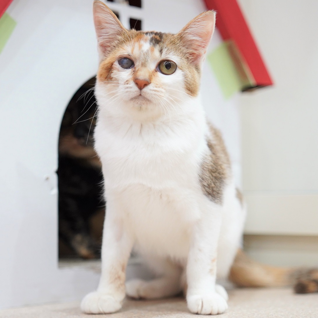 猫の画像4
