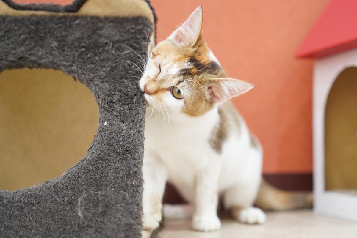 猫の画像2