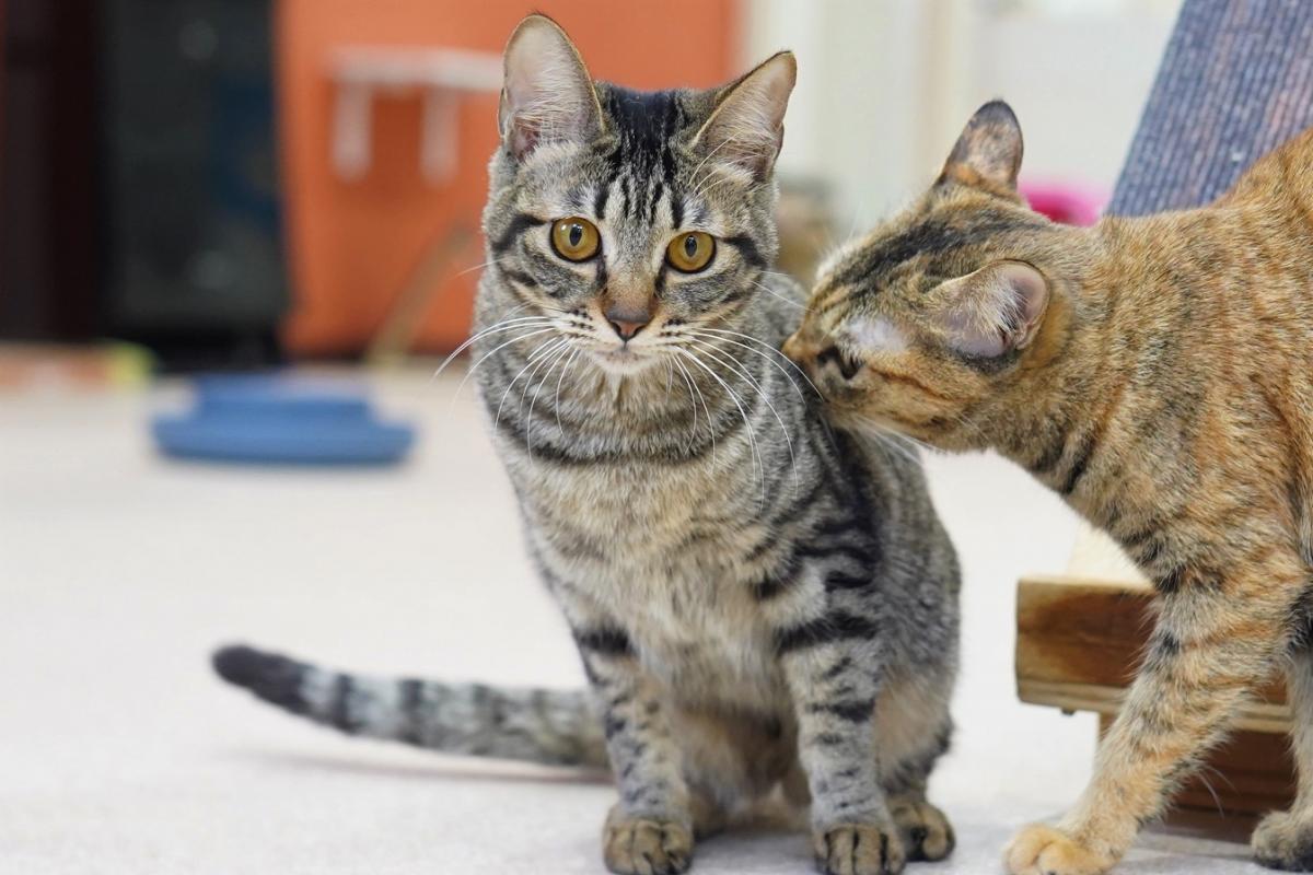 猫の画像3