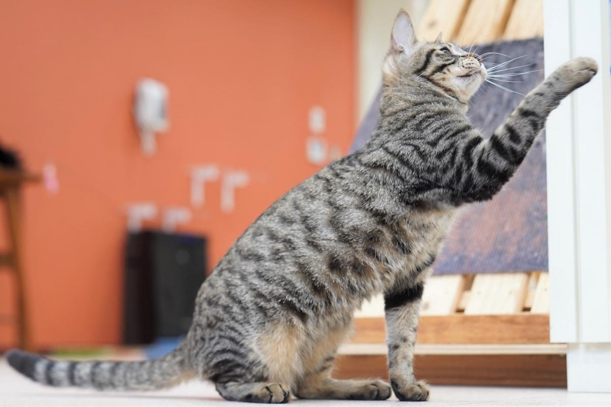 猫の画像2