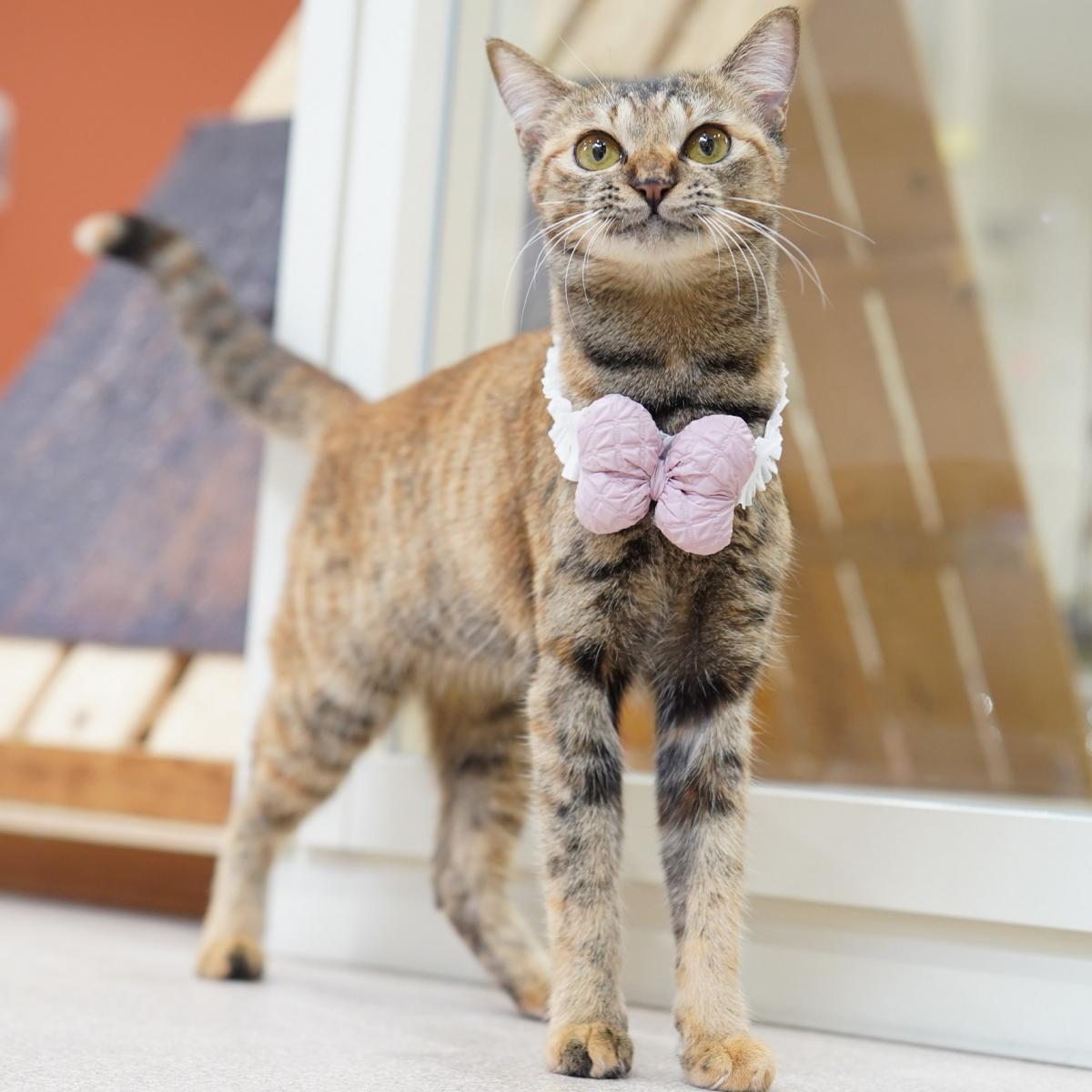 猫の画像4