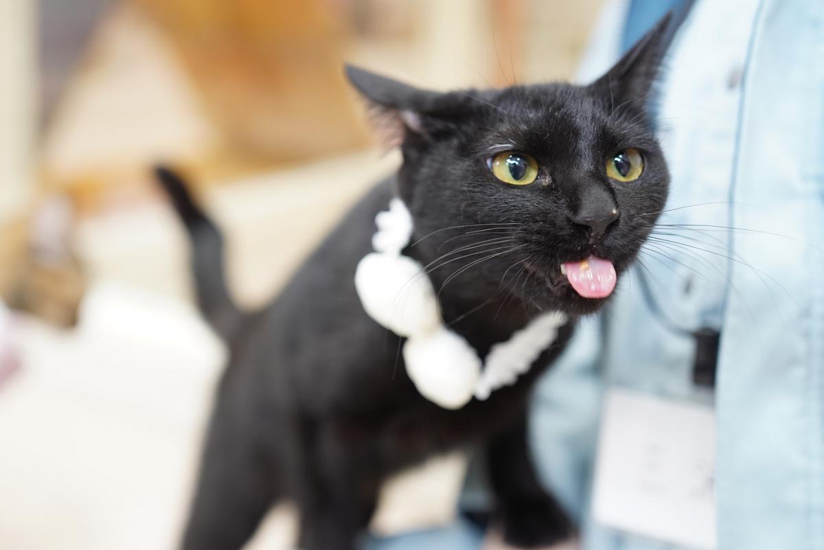 猫の画像3