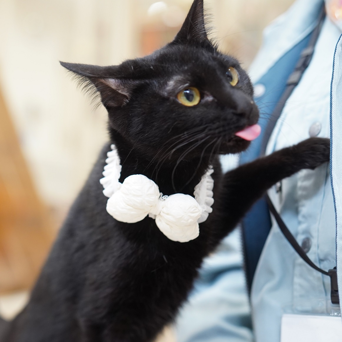 猫の画像4