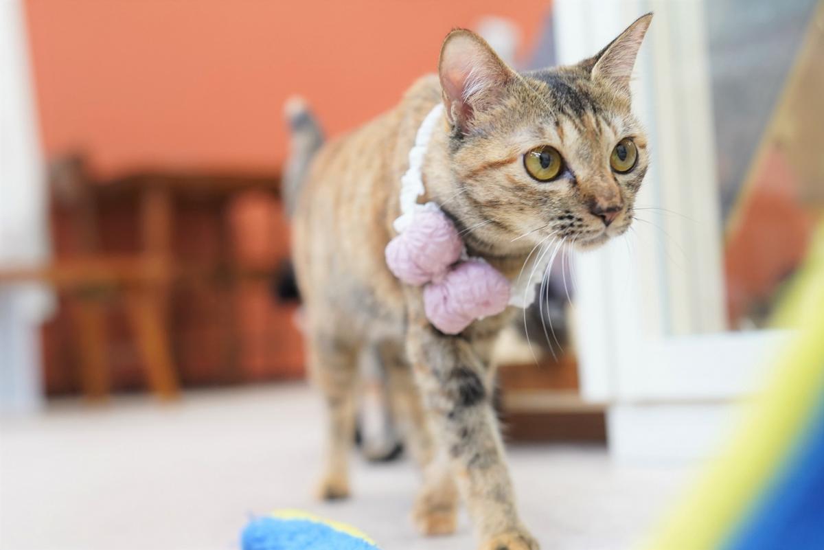 猫の画像1
