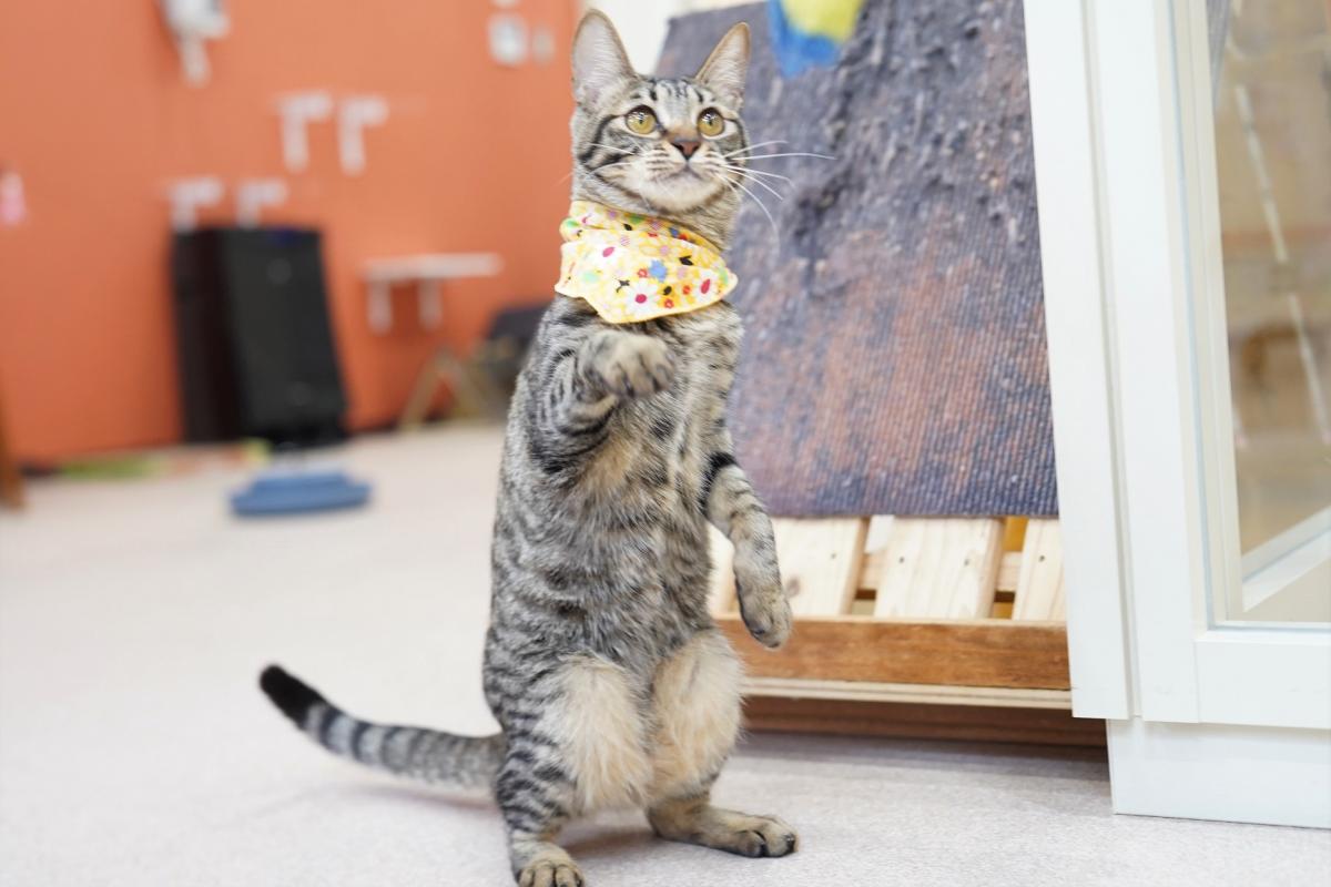 猫の画像1