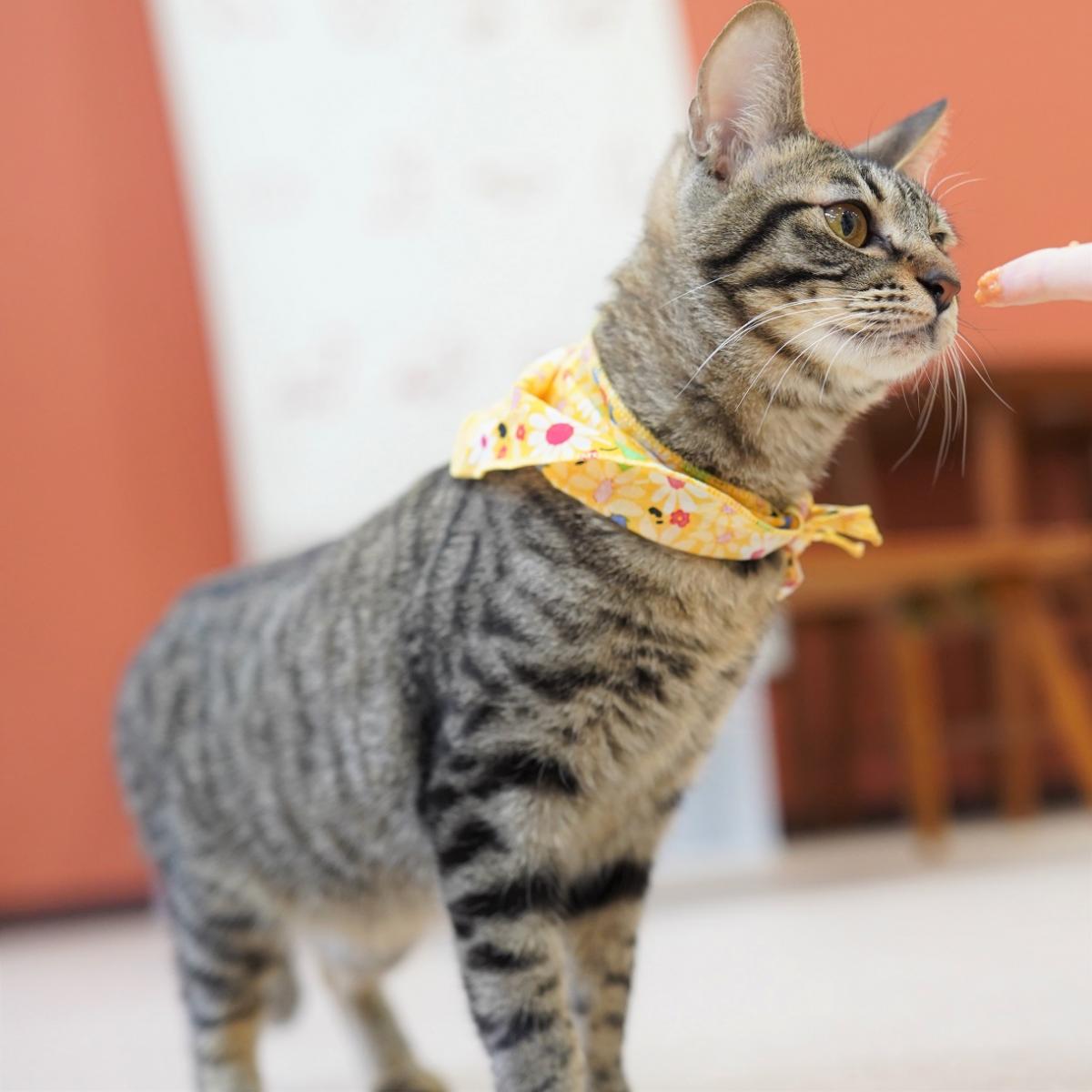 猫の画像4