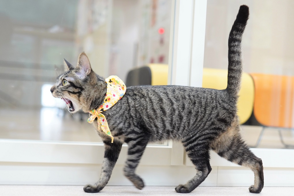 猫の画像3