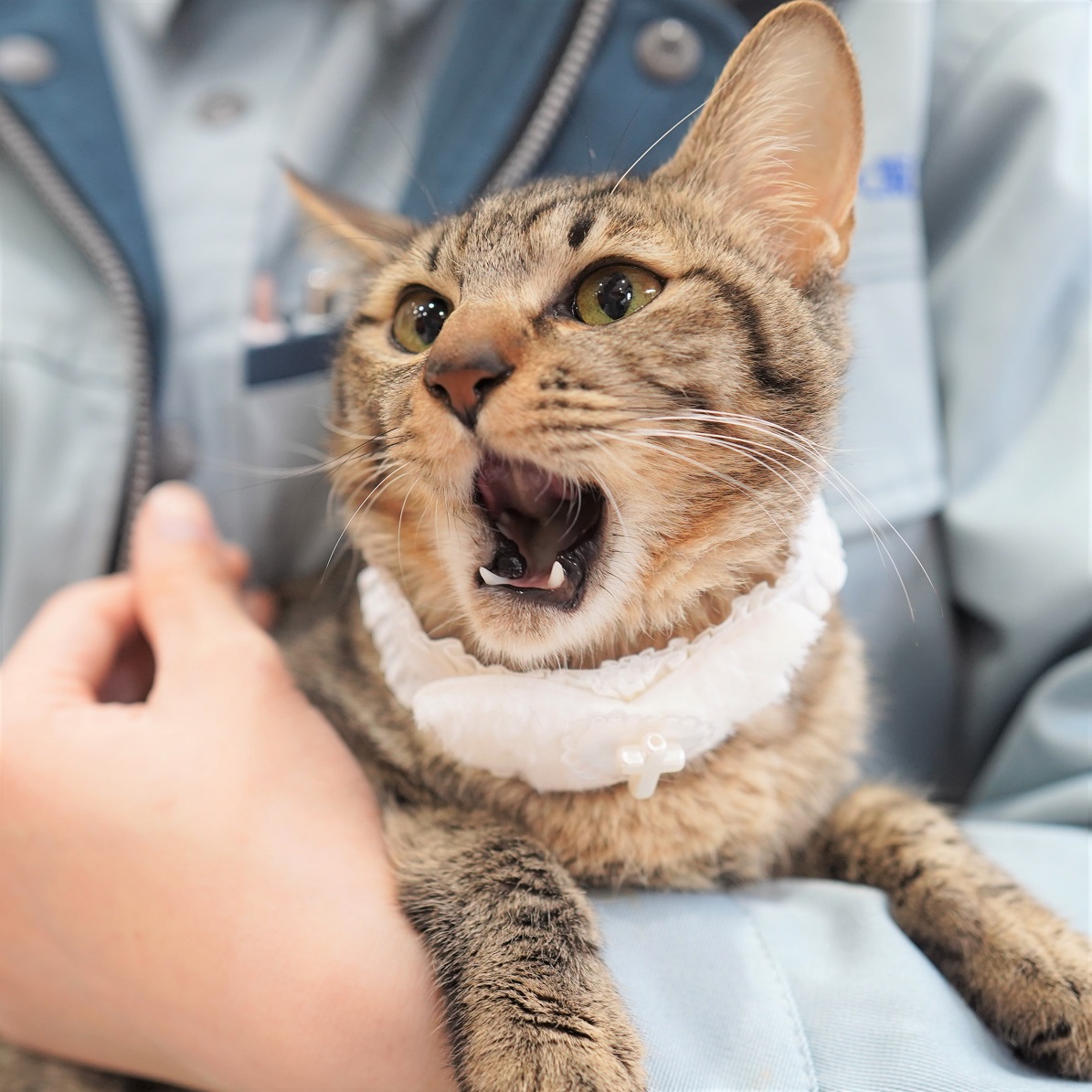 猫の画像4