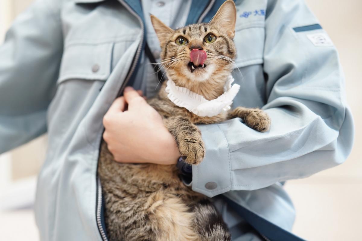 猫の画像1