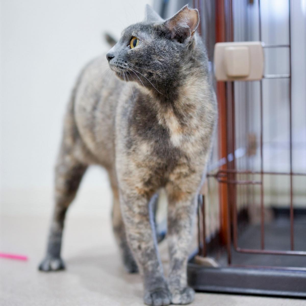 猫の画像4
