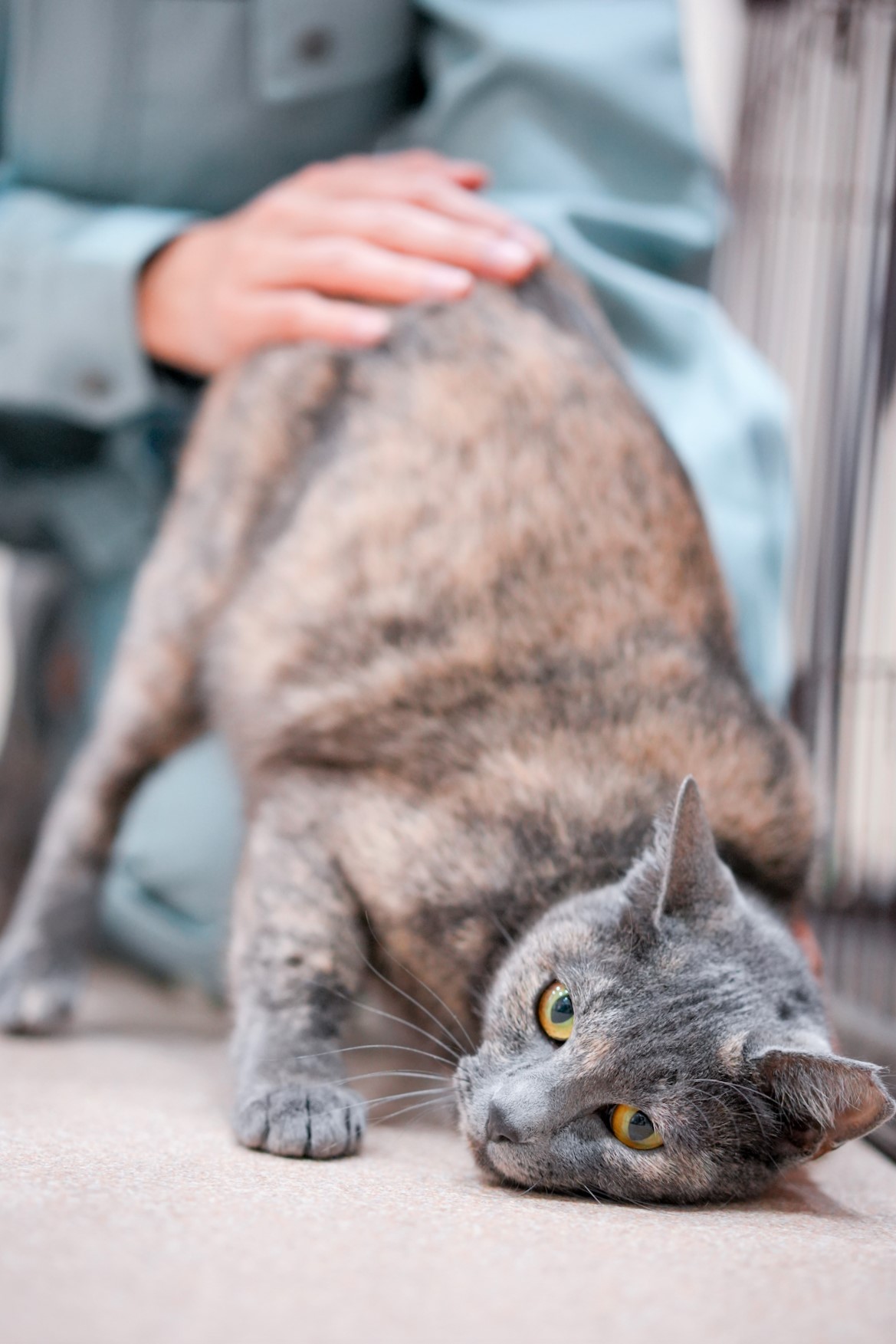 猫の画像3