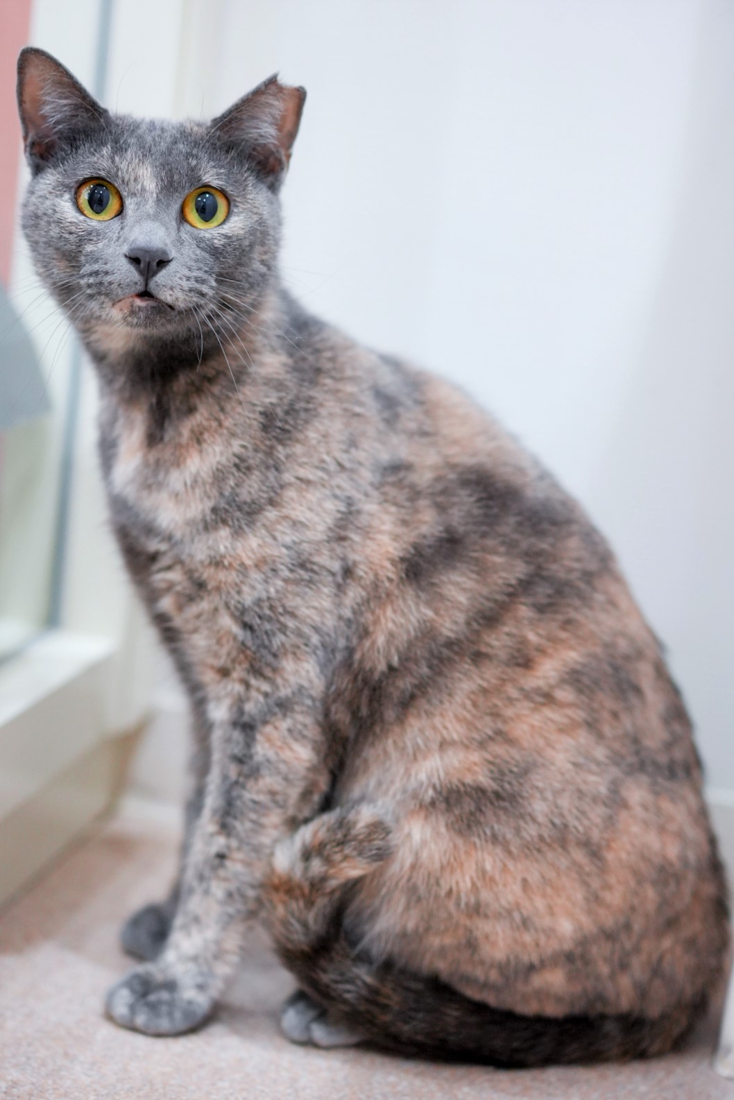 猫の画像1