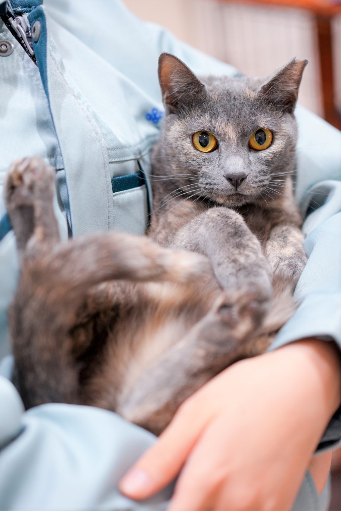 猫の画像2